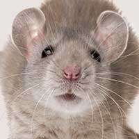 Rat Informant Mouse