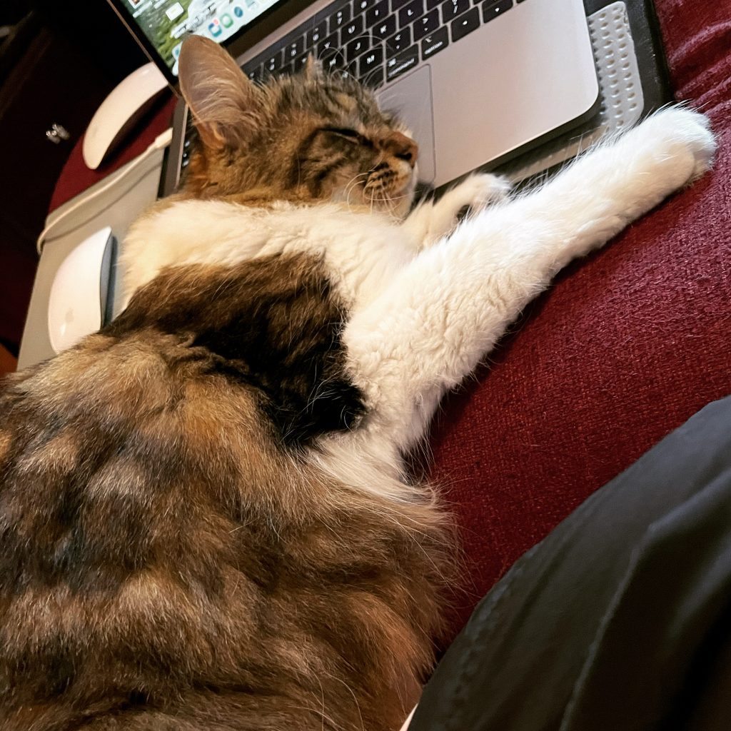 Cat sleeping on a laptop trackpad.